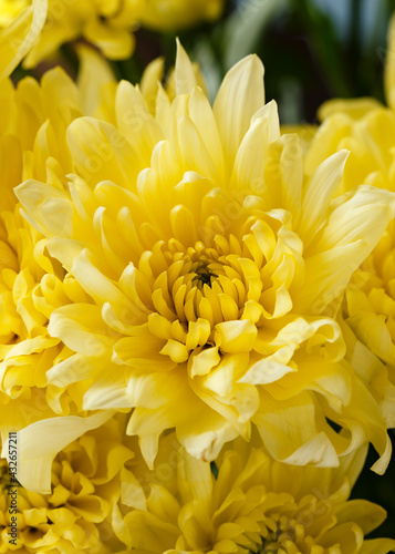 yellow chrysanthemum flowers close-up bouquet as background