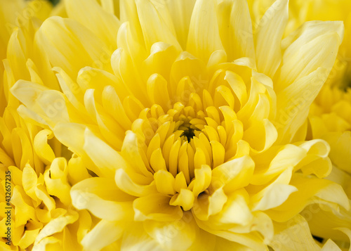 yellow chrysanthemum flowers close-up bouquet as background