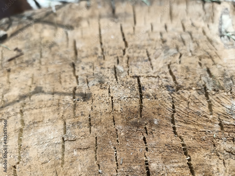 Wood cut texture in the village. Wood cut texture in the village.