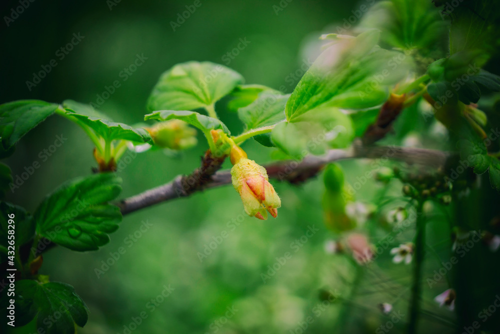Gooseberry branch with flower. blurred background Gooseberry branch with flower. blurred background