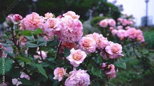 風に揺れている公園にある薔薇の花