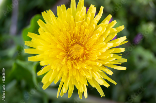 Yellow dandelion flower. Blurred background.