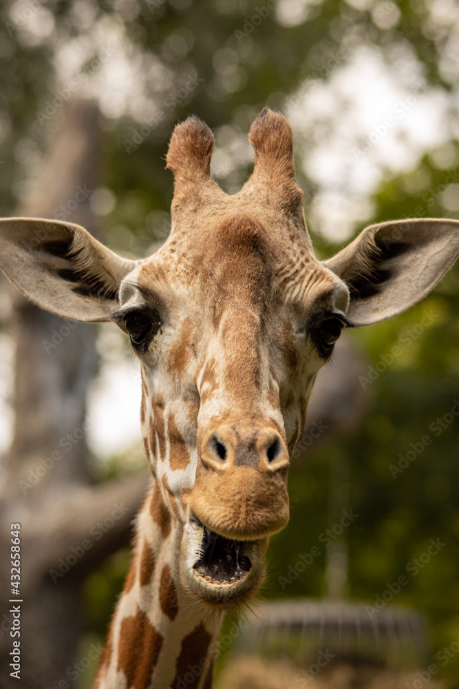 Fototapeta premium portrait of a giraffe