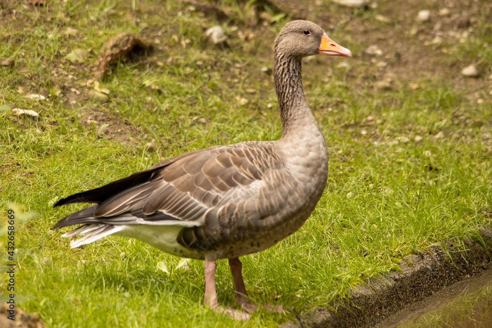 goose on the grass goose on the grass