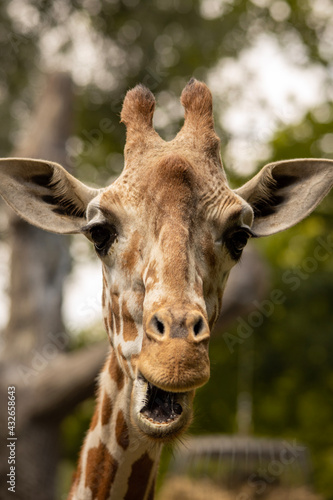 portrait of a giraffe © Alexey