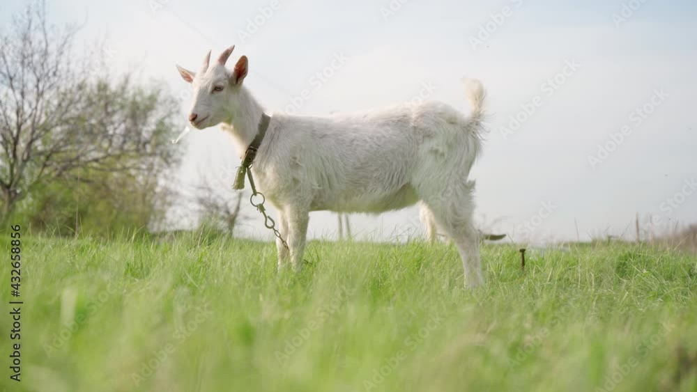 Goat Found Plastic In The Grass And Chews It. Background is Meadow with Green Grass. Garbage in the Pasture. 4k Footage Goat Found Plastic In The Grass And Chews It. Background is Meadow with Green Grass. Garbage in the Pasture. 4k Footage