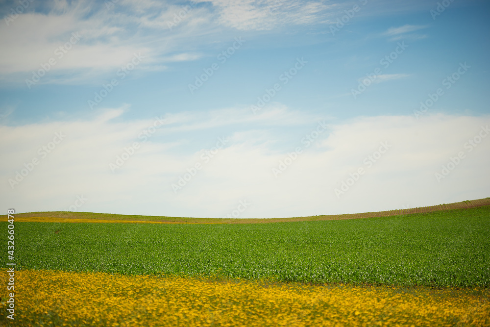 Fototapeta premium Landscape photography in Beja countryside field.