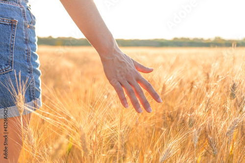 A woman s hand touching ripe wheat in a sunny wheat field. Concept of prosperity and warmth.