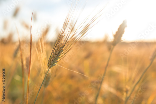 Ear of wheat in a sunny rural field
