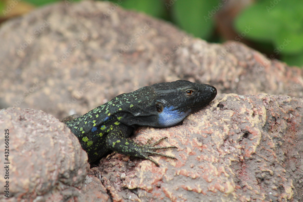 Gekko Gekko