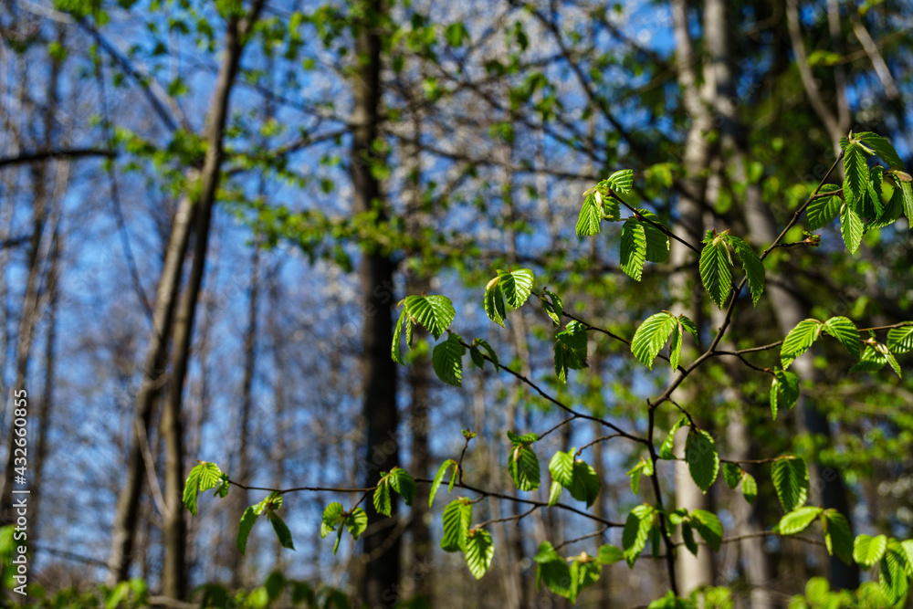 new leaves new leaves