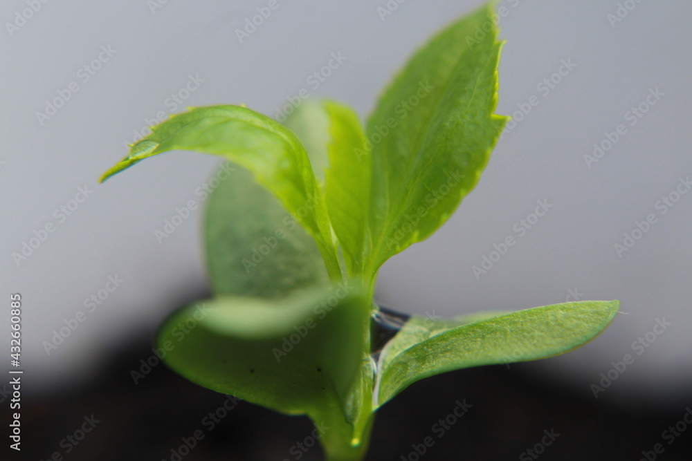 Blatt mit Wassertropfen 2 Blatt mit Wassertropfen 2