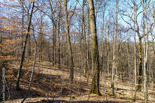 woods in early spring