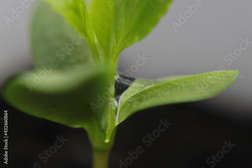 Blatt mit Wassertropfen