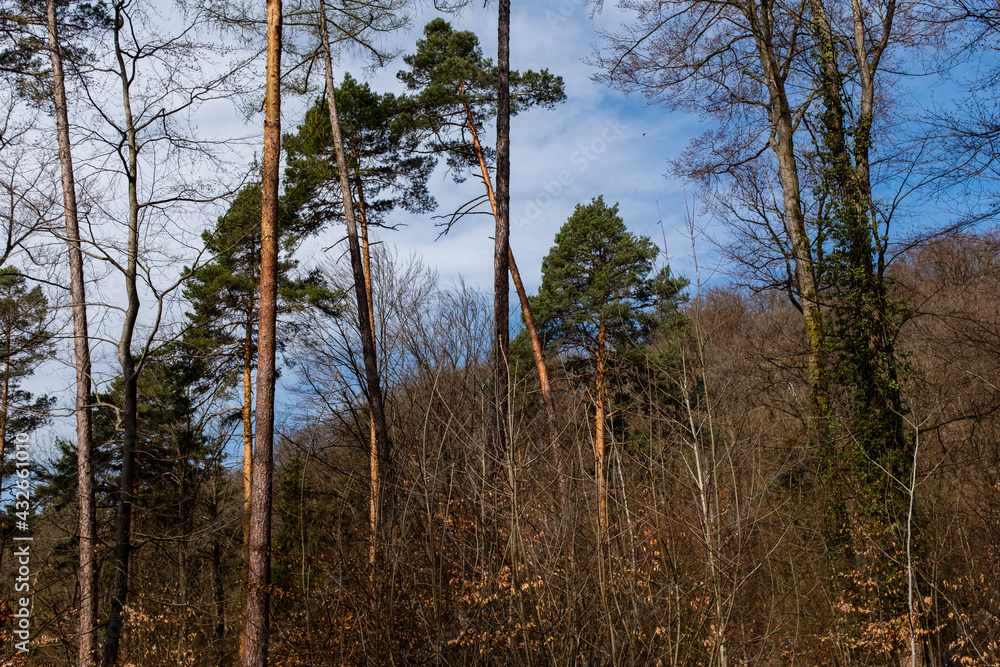 spring in forest