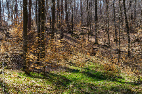Fototapeta Naklejka Na Ścianę i Meble -  woods in early spring