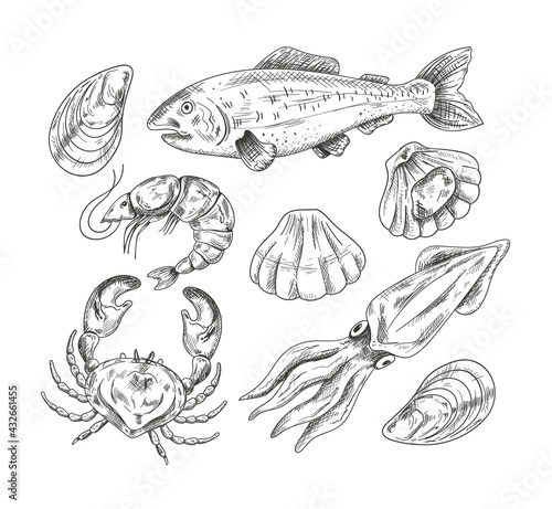 Seafood mollusk salmon fish shrimp shell crab hand draen pencil sketch isolated on white background set. Vector flat modern style graphic design illustration