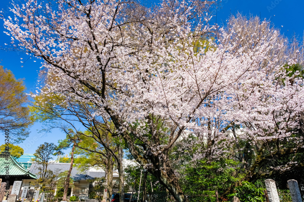 東京都 吉祥寺 月窓寺の桜