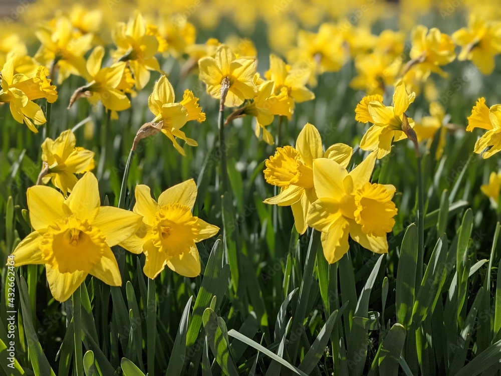 daffodils in spring daffodils in spring