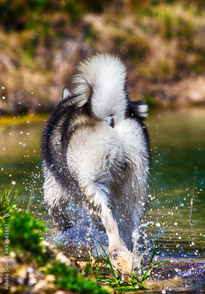Obraz premium dog runs back view on a mountain river breed Alaskan Malamute