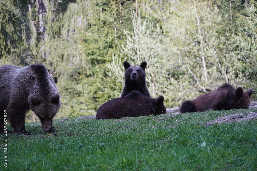 Bear playing and eating in his natural habitat Bear playing and eating in his natural habitat