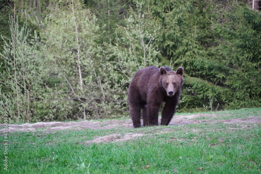 Bear playing and eating in his natural habitat Bear playing and eating in his natural habitat