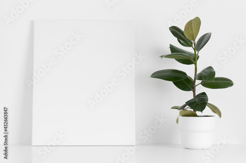 White canvas mockup with a ficus plant on the table.