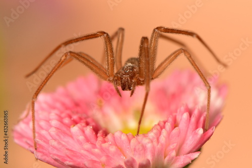 pink flower on spider macro shot