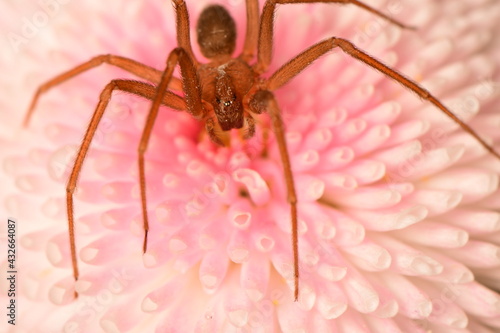 pink flower on spider macro shot