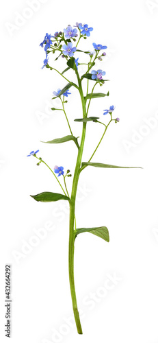 Blue forget-me-not (Brunner...