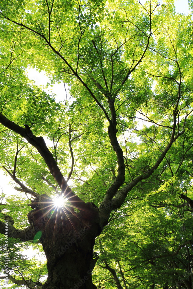 Obraz premium 逆光で鮮やかな色を見せる紅葉の葉