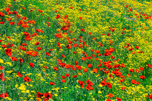 Red poppies field in springtime landscape, nature