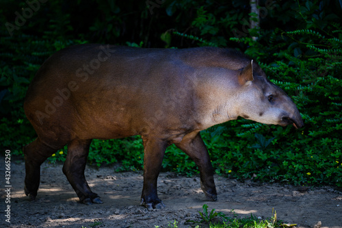 Walking tapir on a well-trodden path.