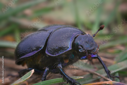 beetle on a green leaf © Pavel