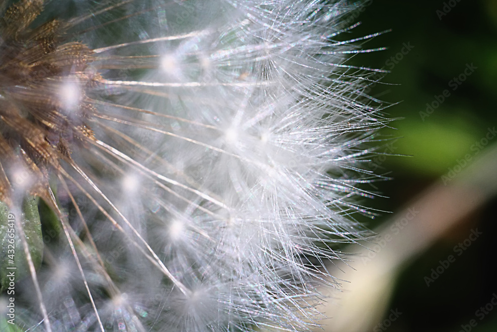 Obraz premium dandelion seed head