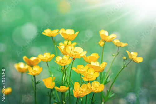 Yellow flowers on a background of summer meadows and sunbeams.