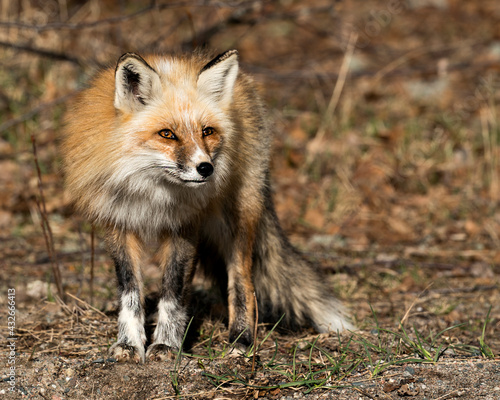Red Fox Photo Stock. Fox Image. Springtime with blur background, displaying fox tail, fur, in its environment and habitat. Picture. Portrait. Photo ©  Aline