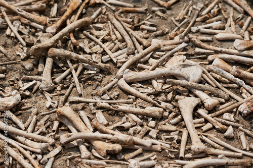 a pile of animal bones texture background. Skelton       photo