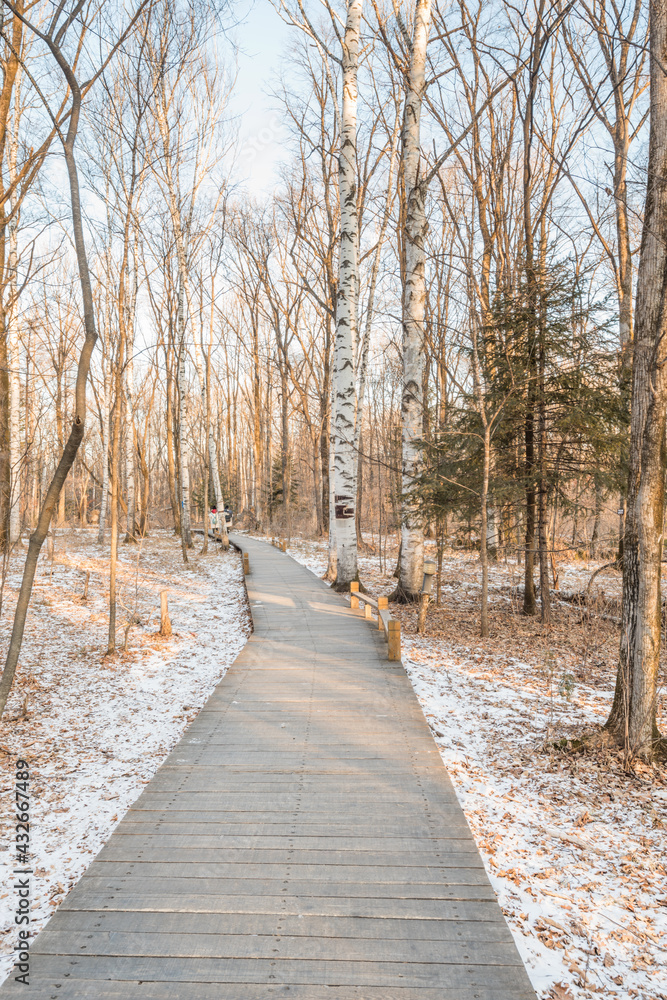 Fototapeta premium Snow, trees and trestles in changbai Mountain, Jilin, China, at sunset in winter