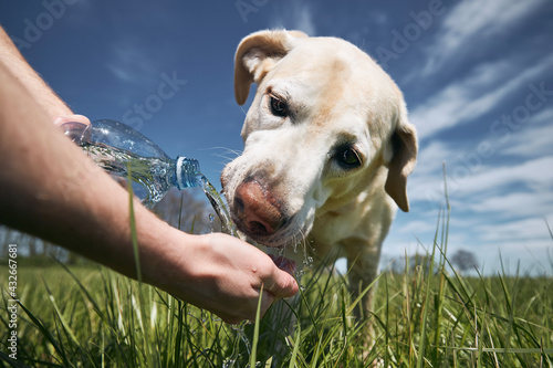 Dog drinking water from plastic bottle. Pet owner takes care of his labrador retriever during hot sunny day.