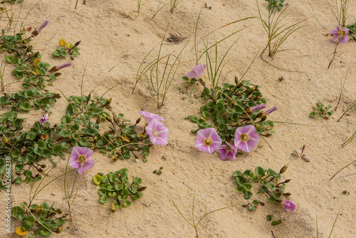 Fototapeta Naklejka Na Ścianę i Meble -  bindweed in bloom in sand dunes