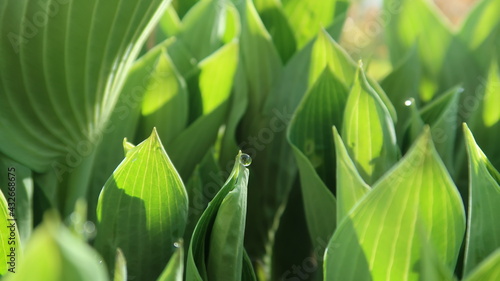 enchanted morning mood - dew drops reflecting in the morning sun on hosta leaves - green background