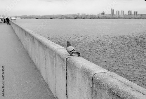 The pigeon on embankment of Yenisey, Krasnoyarsk.