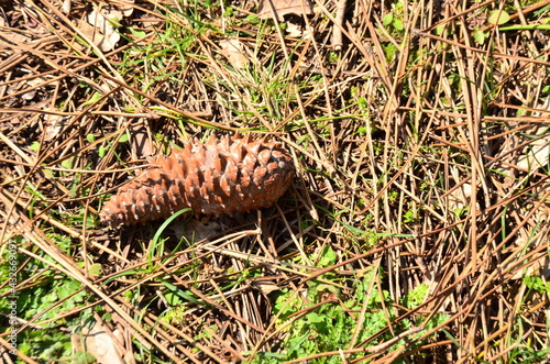  pine cones on the ground