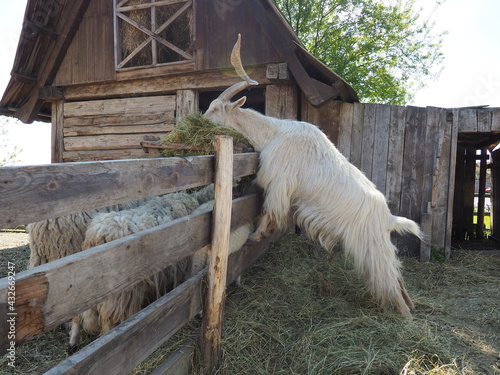 The domestic goat is Capra hircus, a species of artiodactyls from the genus Capra mountain goats of the bovine family. The goat stands on its hind hooves and eats hay over a wooden fence. Sheep graze photo