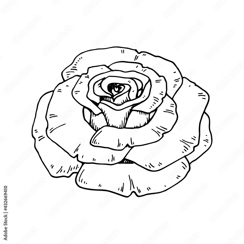 Hand drawn rose flower isolated on white. Vector illustration in sketch style Hand drawn rose flower isolated on white. Vector illustration in sketch style