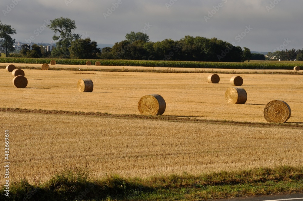 Round straw bales in harvested fields