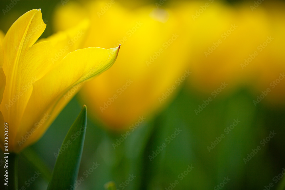 Yellow beautiful meadow flowers tulips or narcisss grow in a meadow or in a garden Yellow beautiful meadow flowers tulips or narcisss grow in a meadow or in a garden