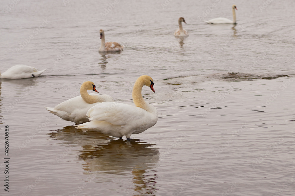 White swans by the sea in Finland.