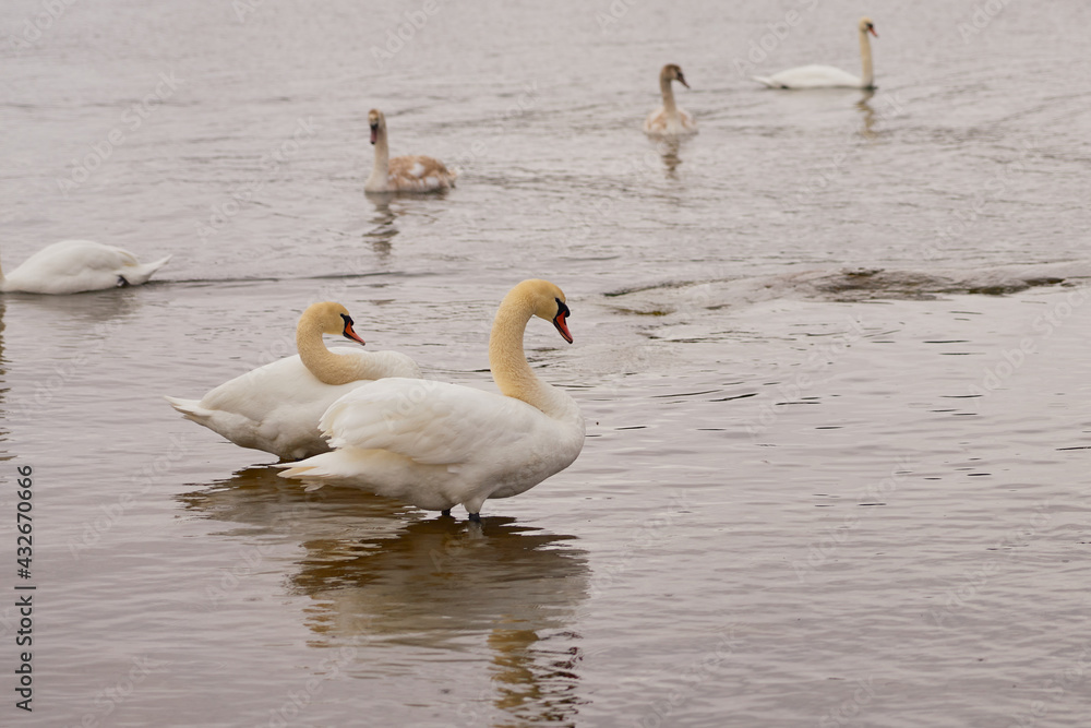 White swans by the sea in Finland. White swans by the sea in Finland.